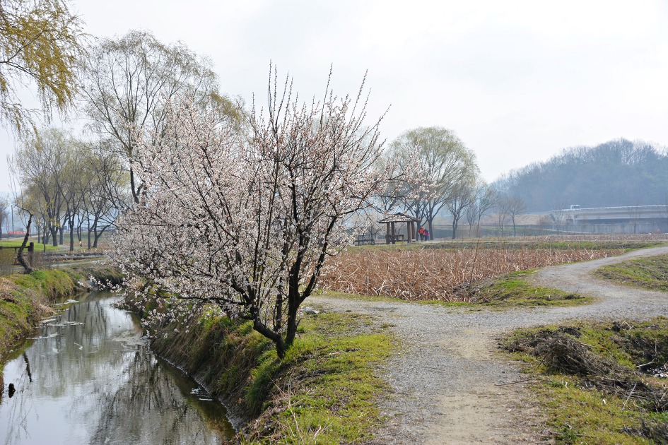 부여궁남지 봄으로 어서오세요~