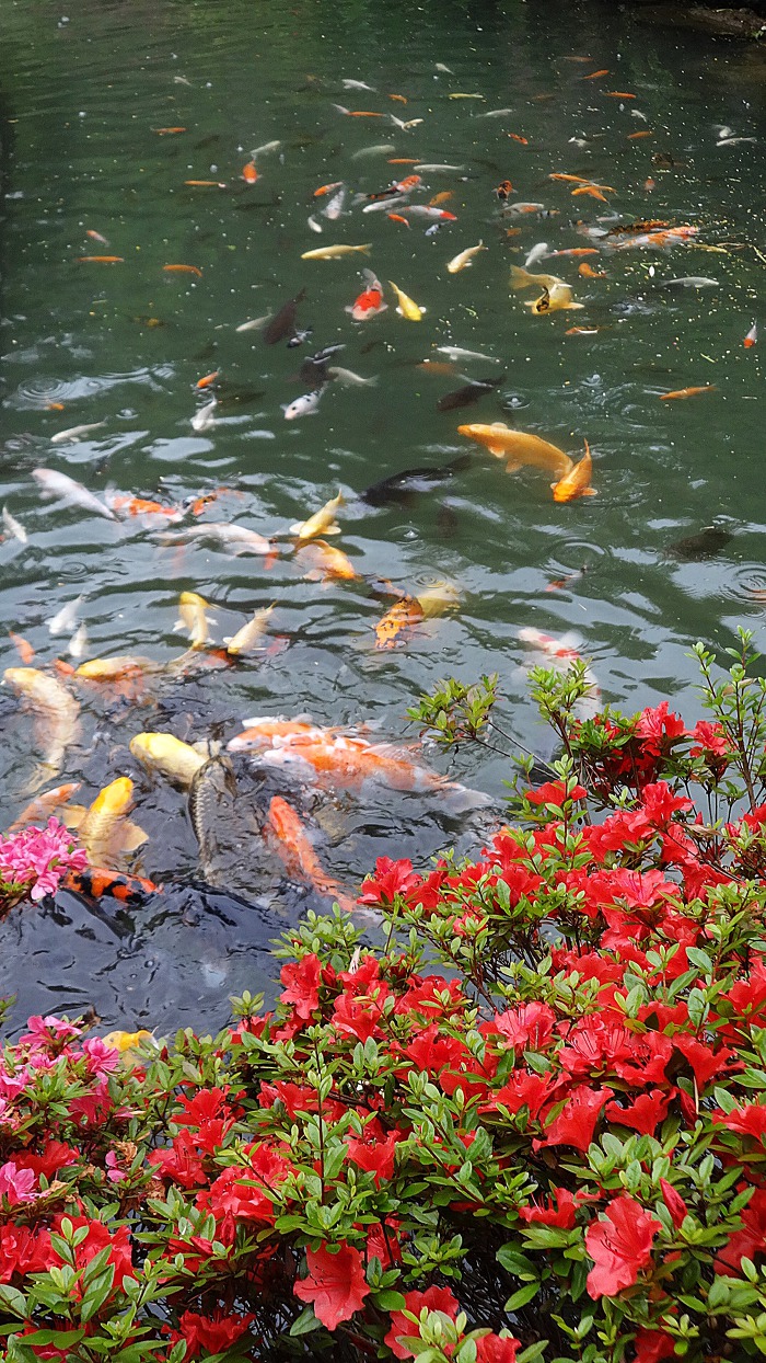 은진사 야생화를 담다