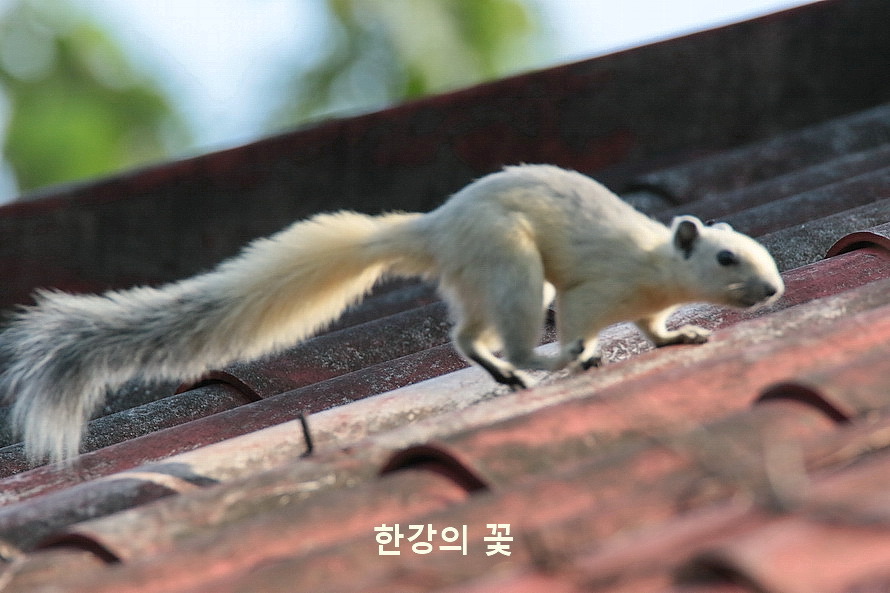 흰 다람쥐