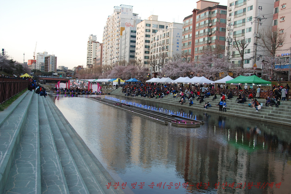 2019. 불광천 벚꽃축제(4월 5일~4월 6일까지 이틀간)