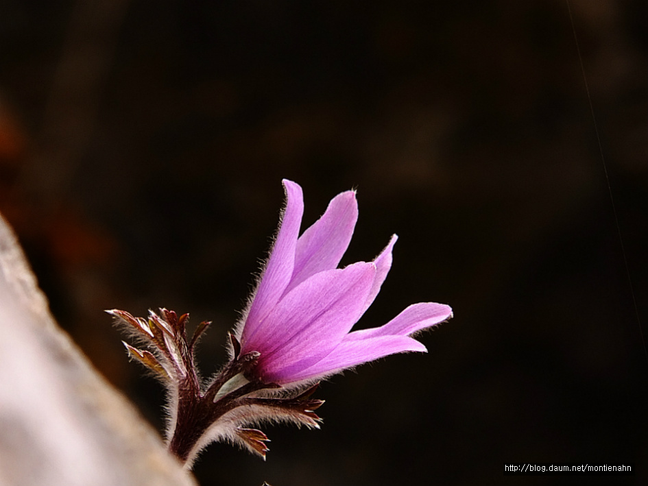 강원도 정선군 정선읍 귤암리 문이마을 황룡동굴 주변 동강할미꽃(19.3.23.)