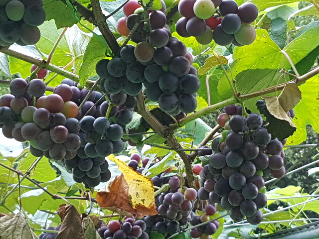 포도송이 이미지