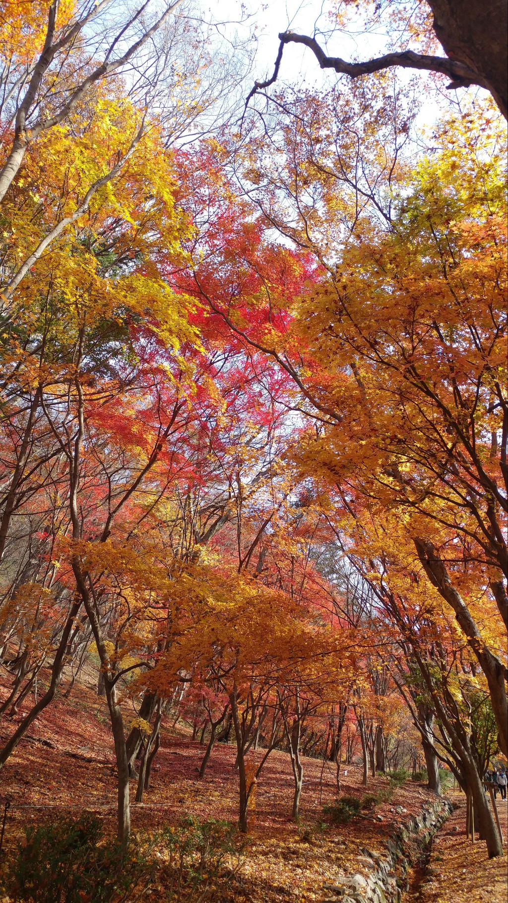 내장산