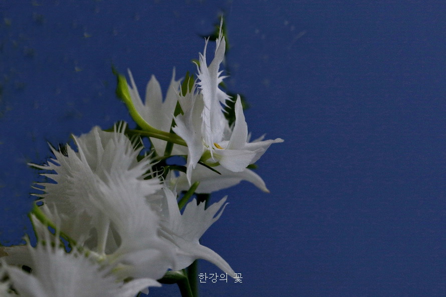 겹 해오라비난초