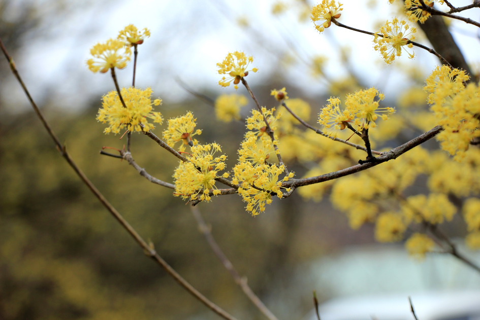 이천 원적산 산수유 산행 (2019.3.31)