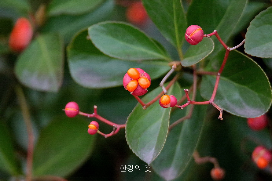 사철나무 열매