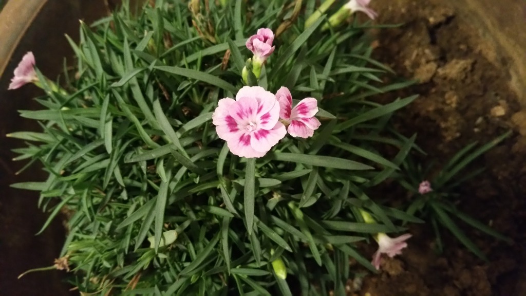 사랑초.카네이션