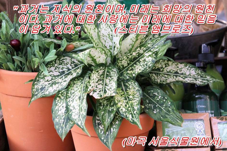 <스티븐 앰브로즈 말 하기를>