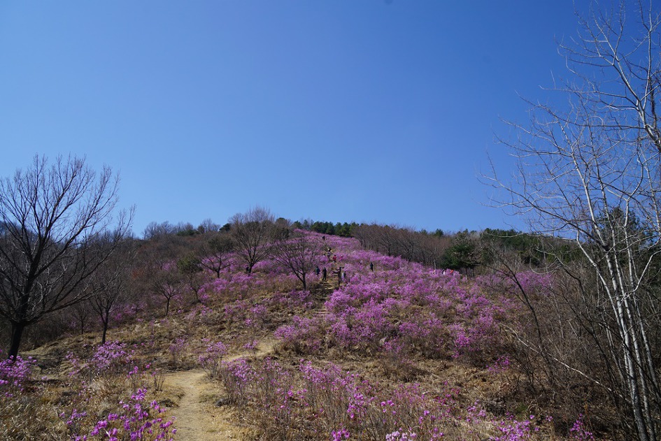 제철 맞은 대구 와룡산~